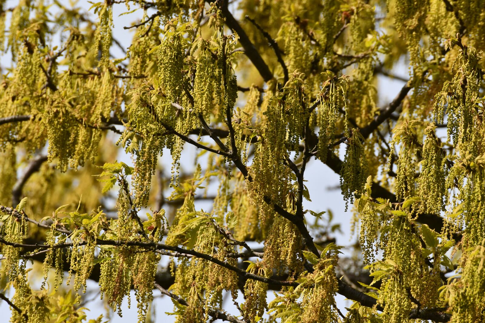 Nikon D7500 sample photo. Oak, catkins, buds photography