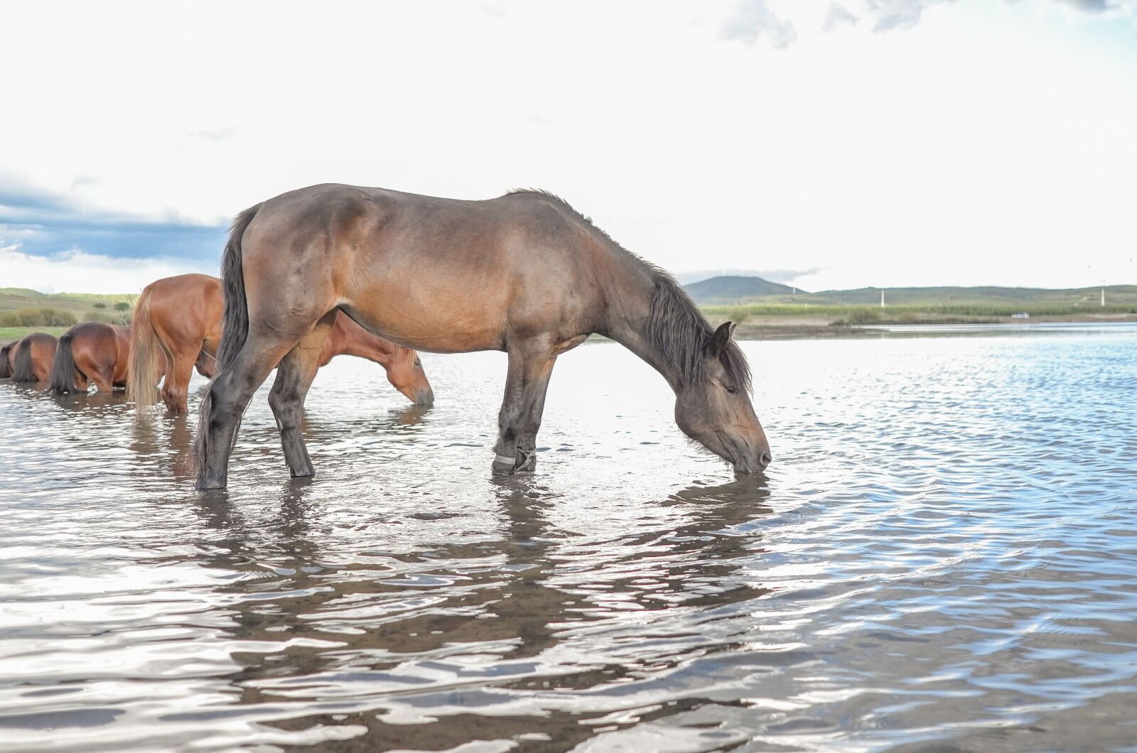 Leica X (Typ 113) sample photo. Horse, water, prairie photography