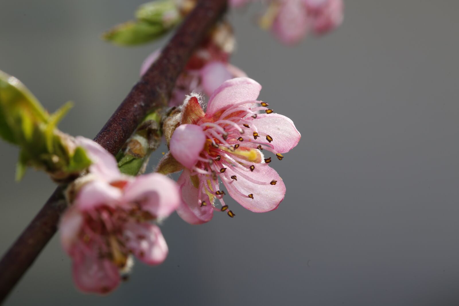 Canon EF 100mm F2.8L Macro IS USM sample photo. Spring, sprout, engine photography