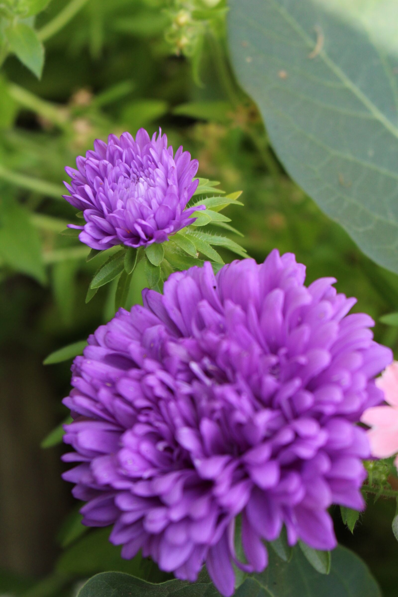 Canon EOS 100D (EOS Rebel SL1 / EOS Kiss X7) sample photo. Purple, flower, garden photography