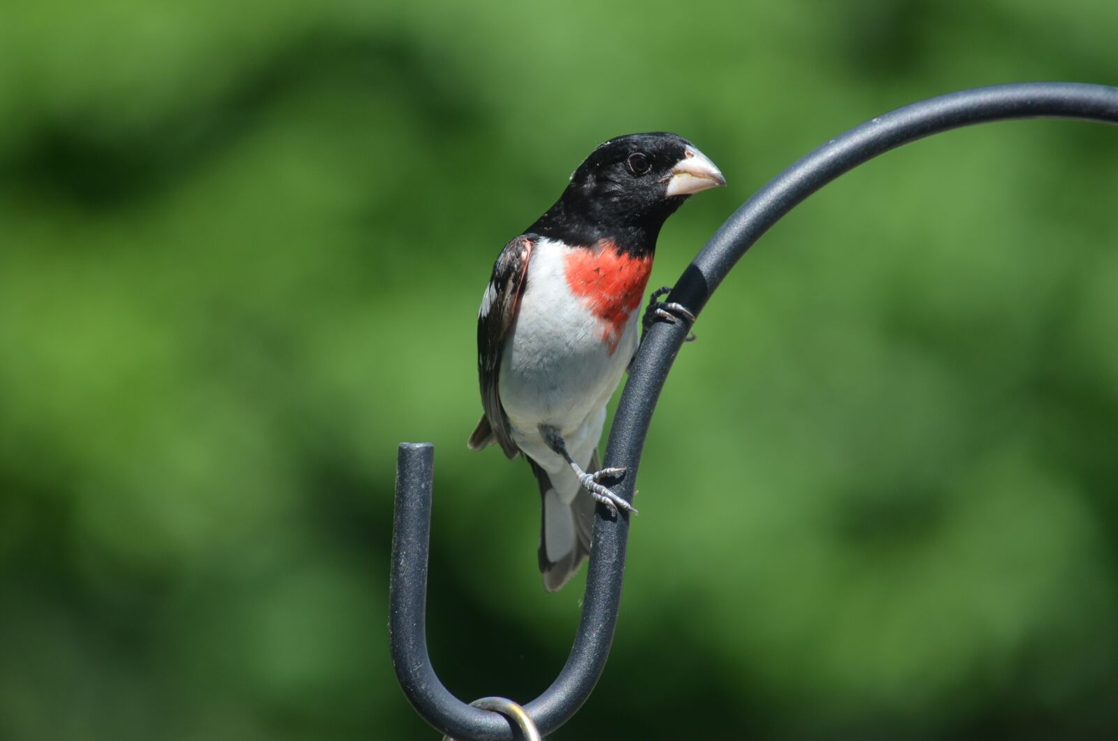 Nikon D5100 sample photo. Rose breasted grosbeak, grosbeak photography