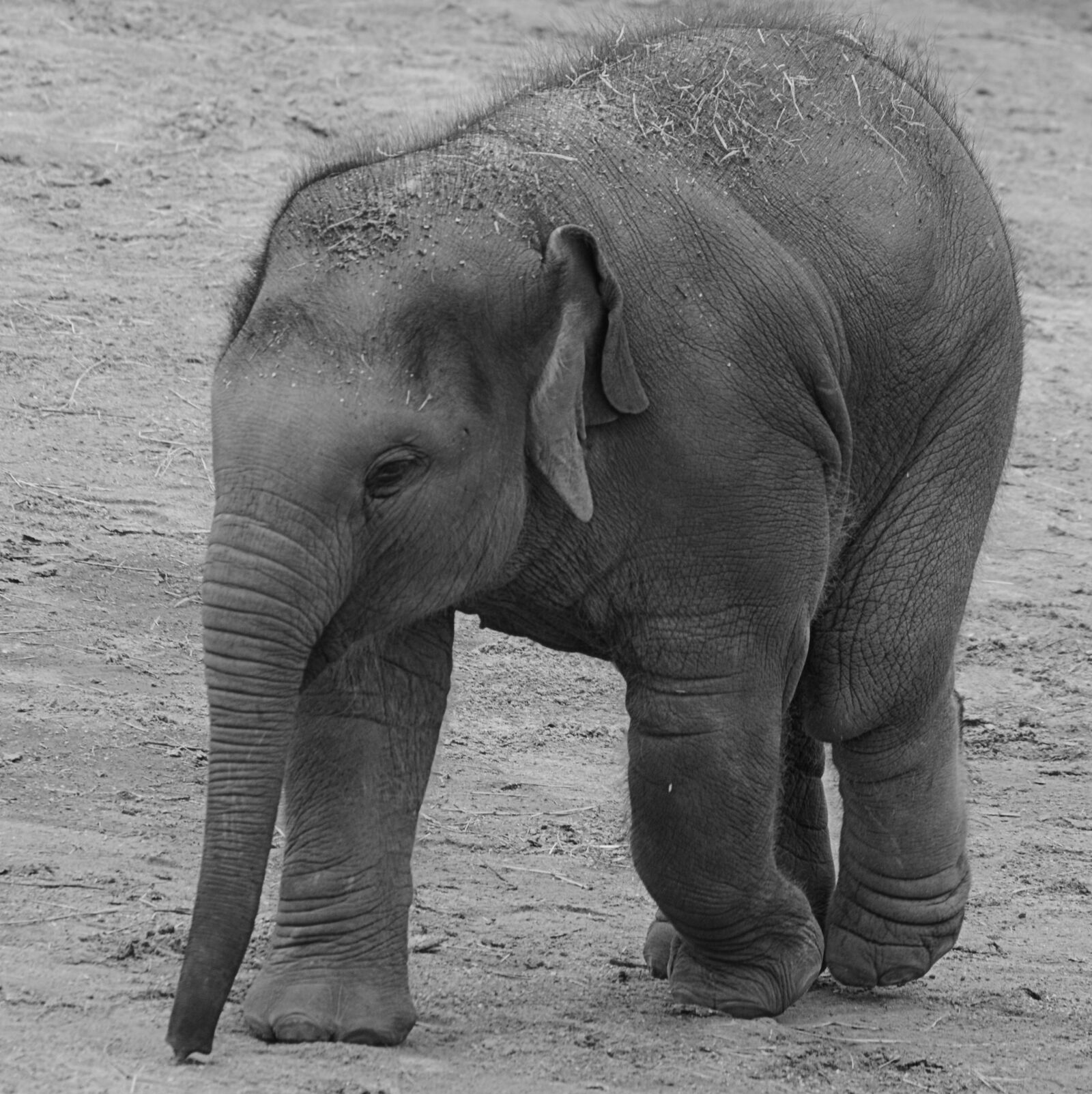 Nikon D5200 sample photo. Elephant, animal, trunk photography
