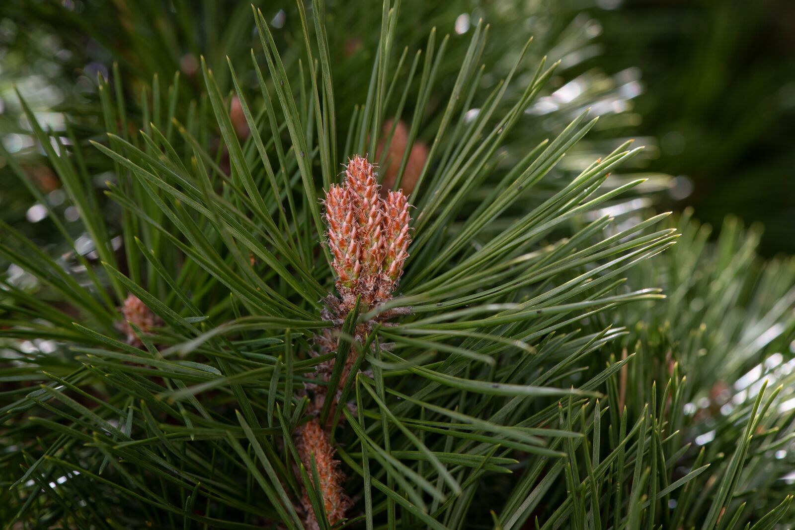 Nikon D750 sample photo. Tree, conifer, needles photography