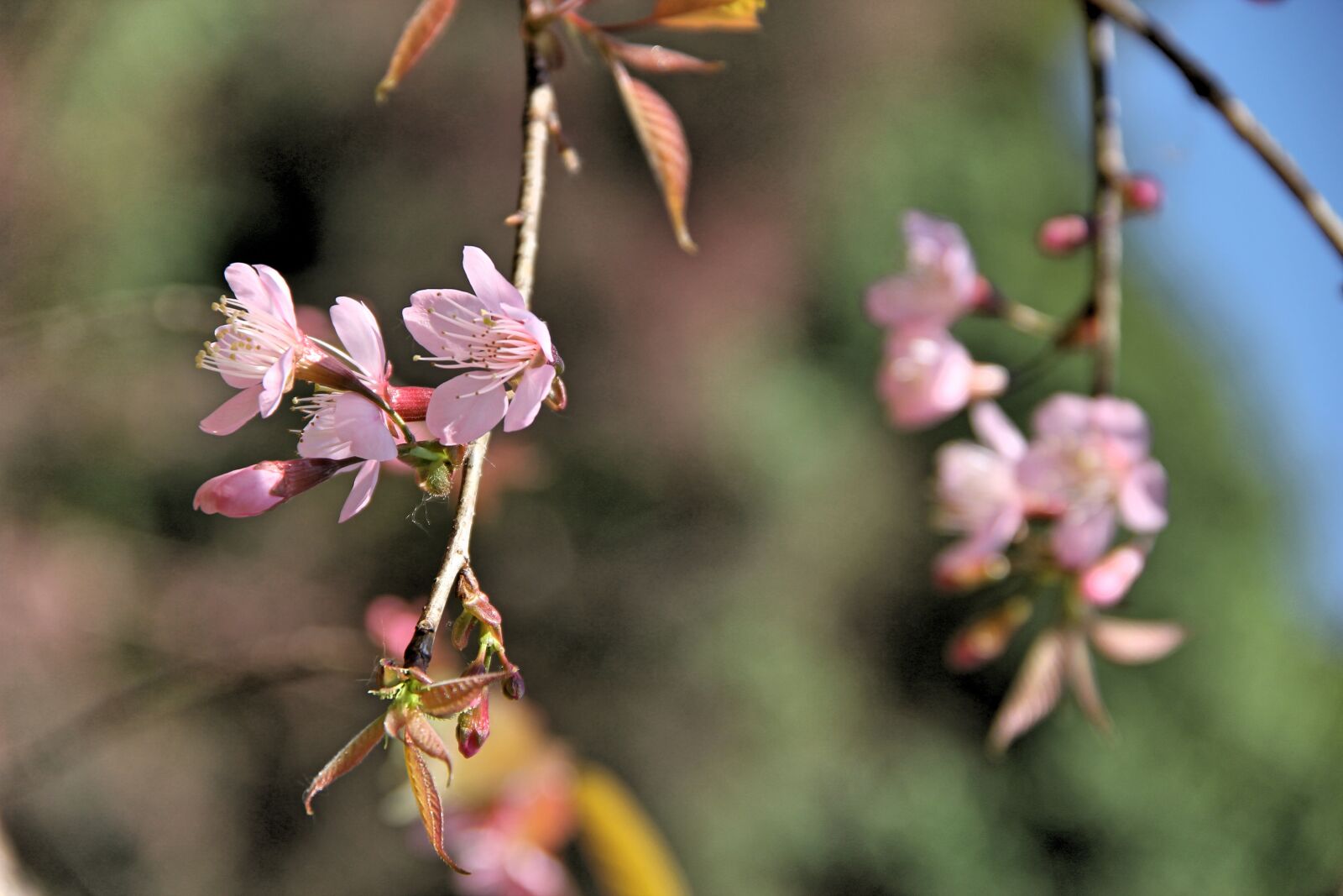 Canon EOS 550D (EOS Rebel T2i / EOS Kiss X4) sample photo. Muangthai cherry, thailand, chiang photography