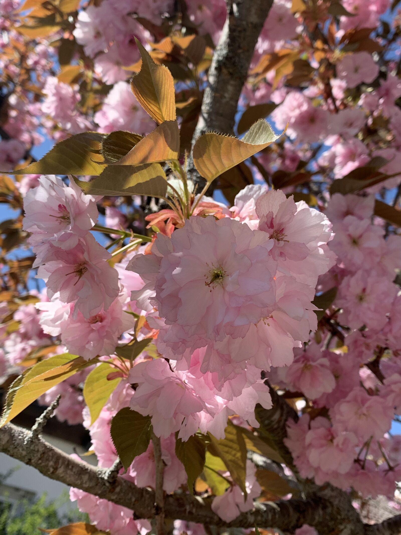 Apple iPhone XR sample photo. Pink flowers, spring, close photography