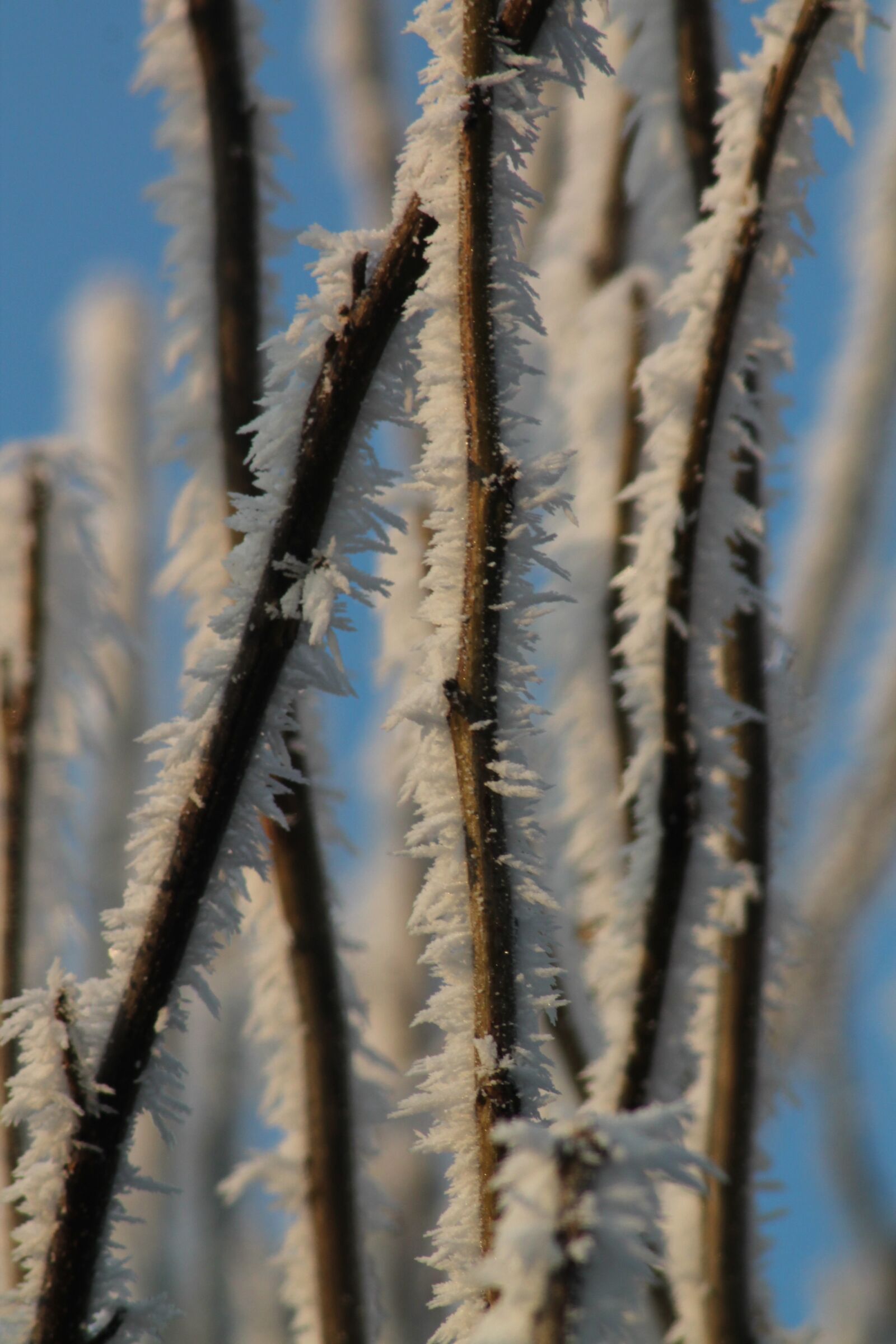 Canon EOS 1100D (EOS Rebel T3 / EOS Kiss X50) sample photo. Frost, winter, ice photography