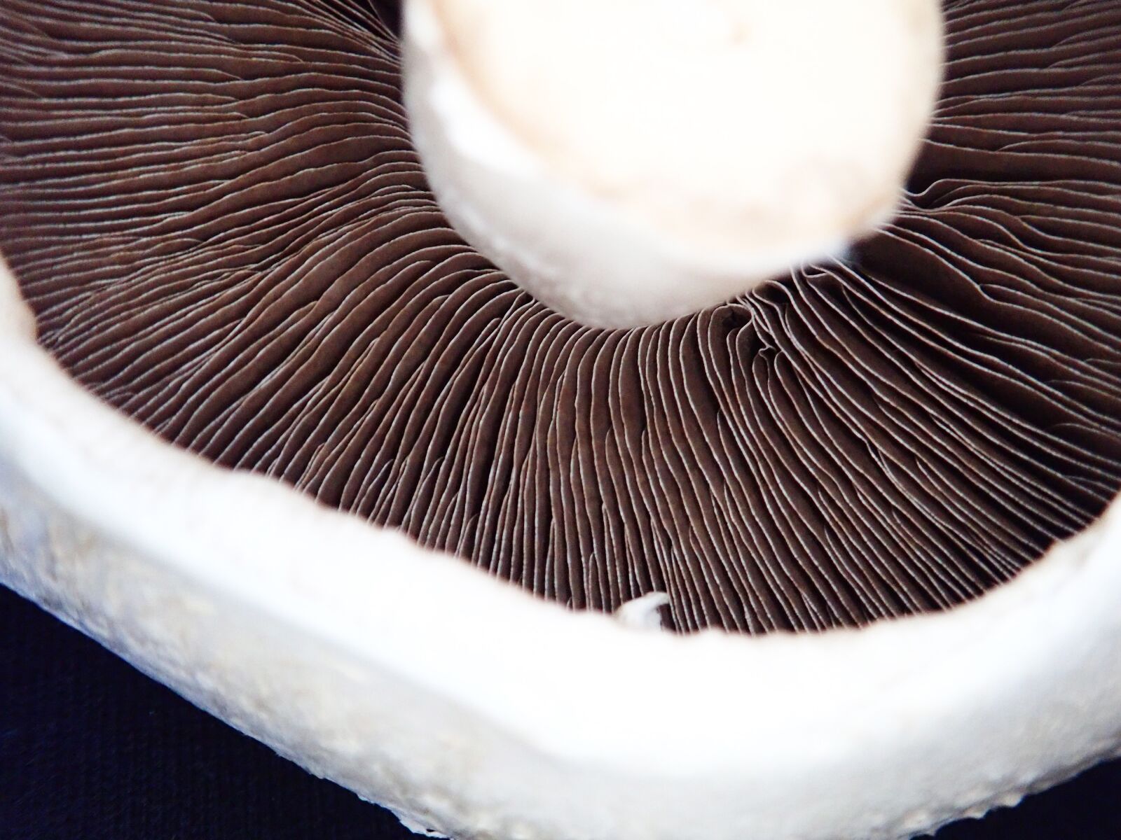 Olympus TG-5 sample photo. Mushroom, vegetable, food photography