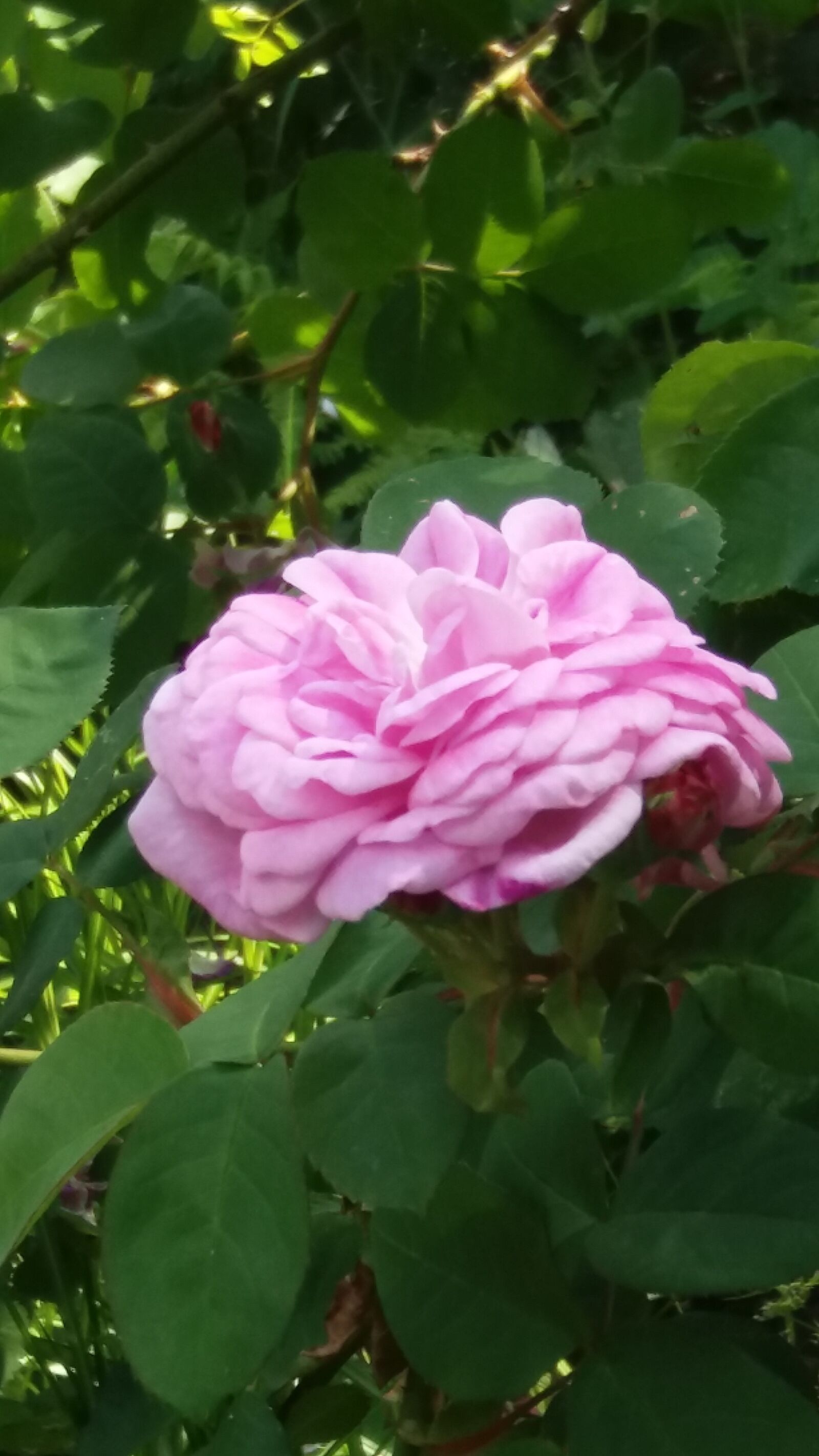 Samsung Galaxy J5 sample photo. Ros, pink, june photography