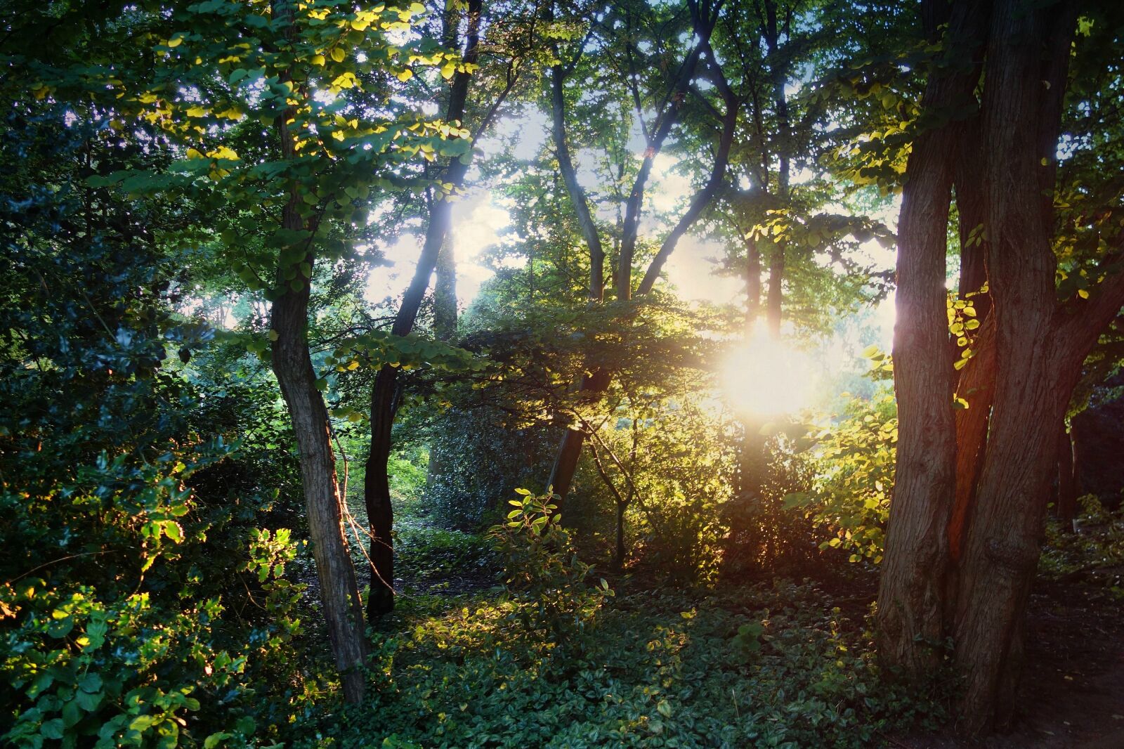 Sony Cyber-shot DSC-RX100 sample photo. Backlight, forest, summer, sunlight photography