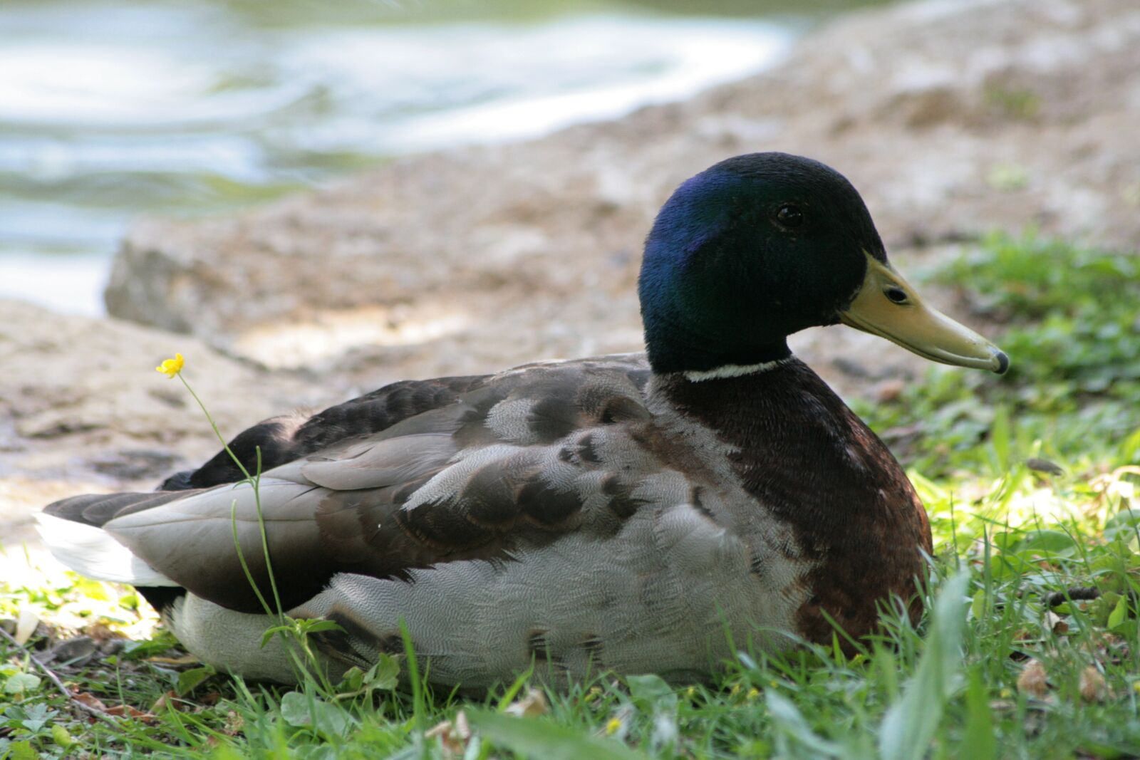 Canon EOS 400D (EOS Digital Rebel XTi / EOS Kiss Digital X) sample photo. Duck, water, water bird photography