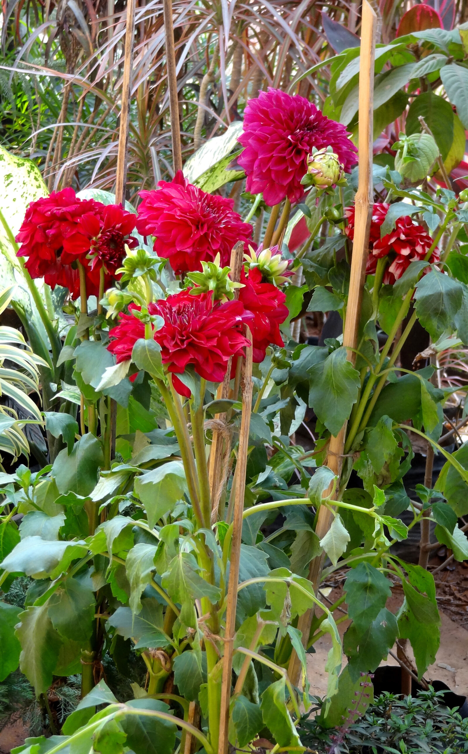 Sony Cyber-shot DSC-HX9V sample photo. Dahlia, flowers photography
