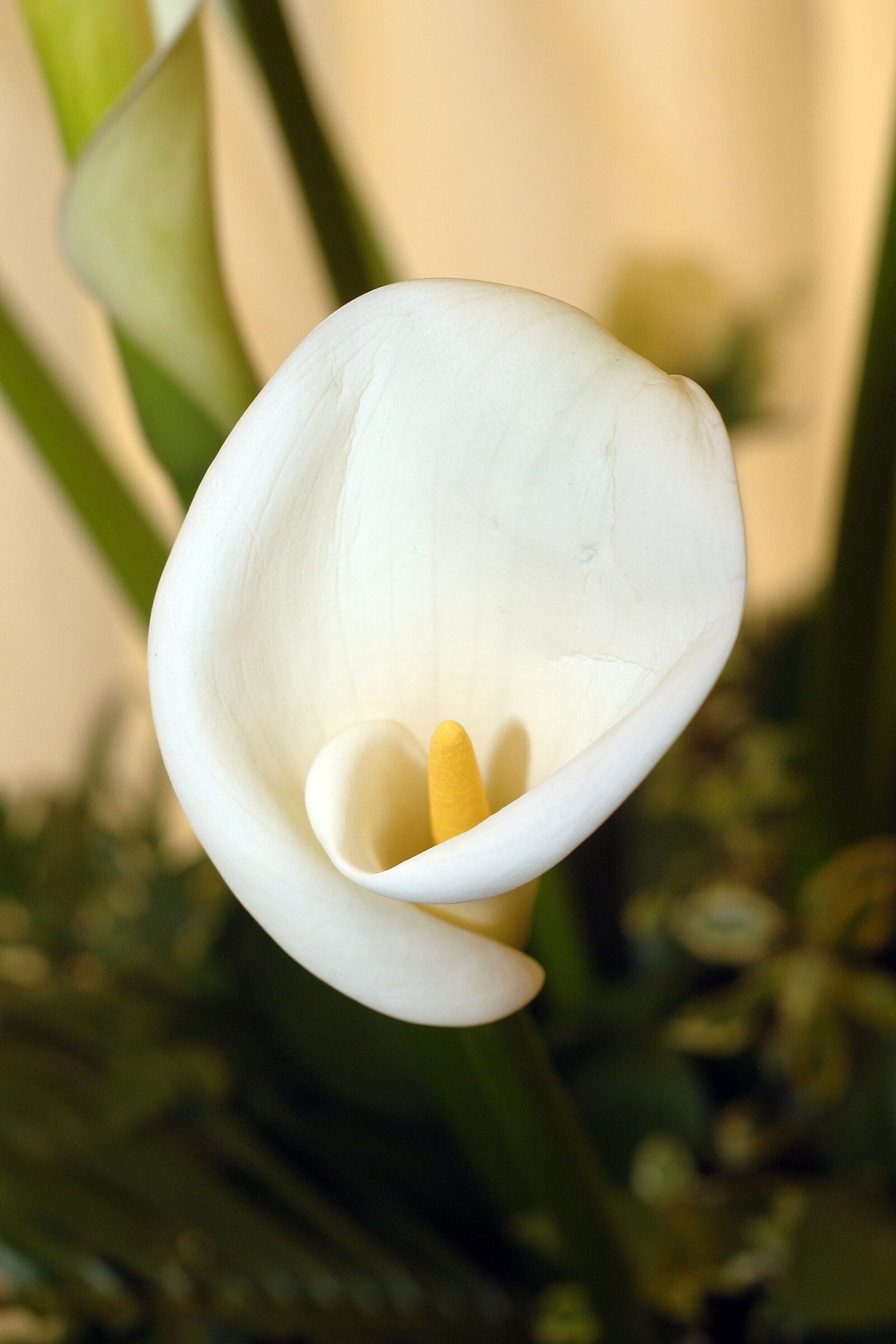 Nikon D2X sample photo. Cala lily, lily, flower photography