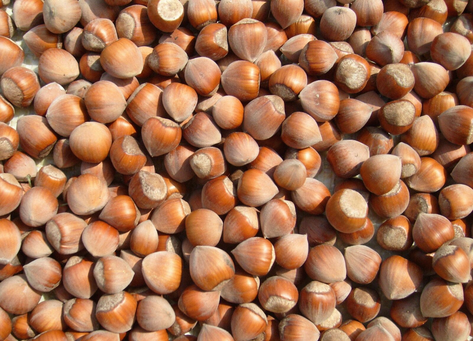 Samsung KENOX S730  / Samsung S730 sample photo. Hazelnut, christmas, nuts photography