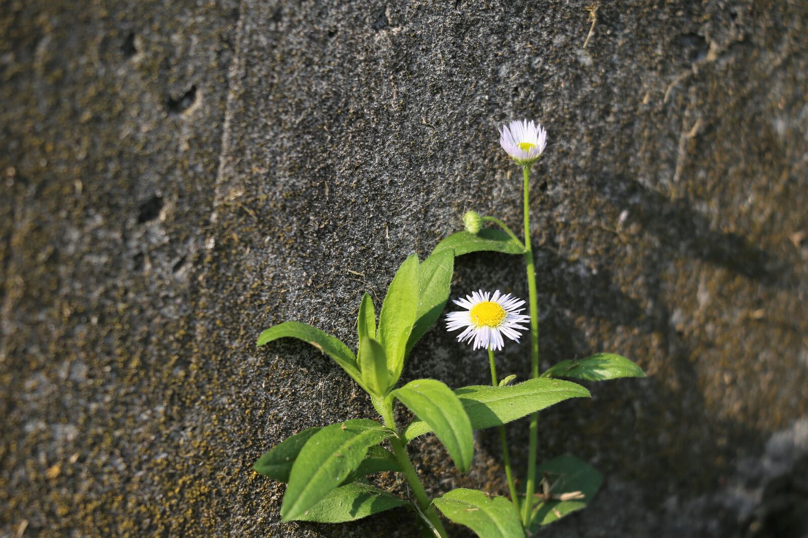 Canon EF 70-300 F4-5.6 IS II USM sample photo. Erigeron annuus, daisy fleabane photography