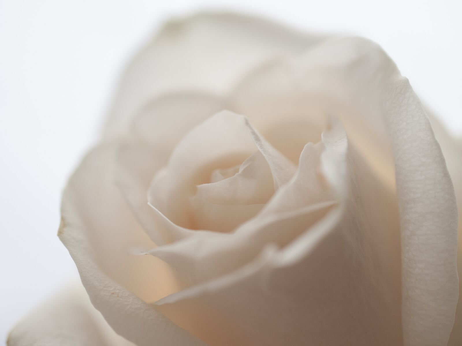 OLYMPUS 50mm Lens sample photo. Peach, rose, flower photography