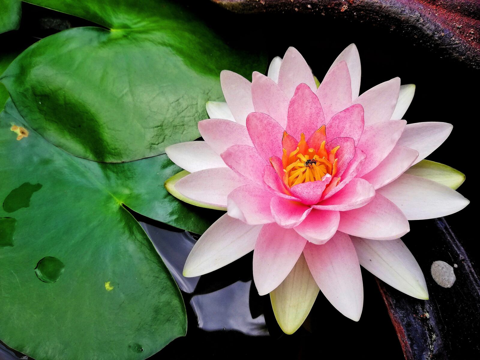 HUAWEI P20 lite sample photo. Lotus, flowers, water plants photography