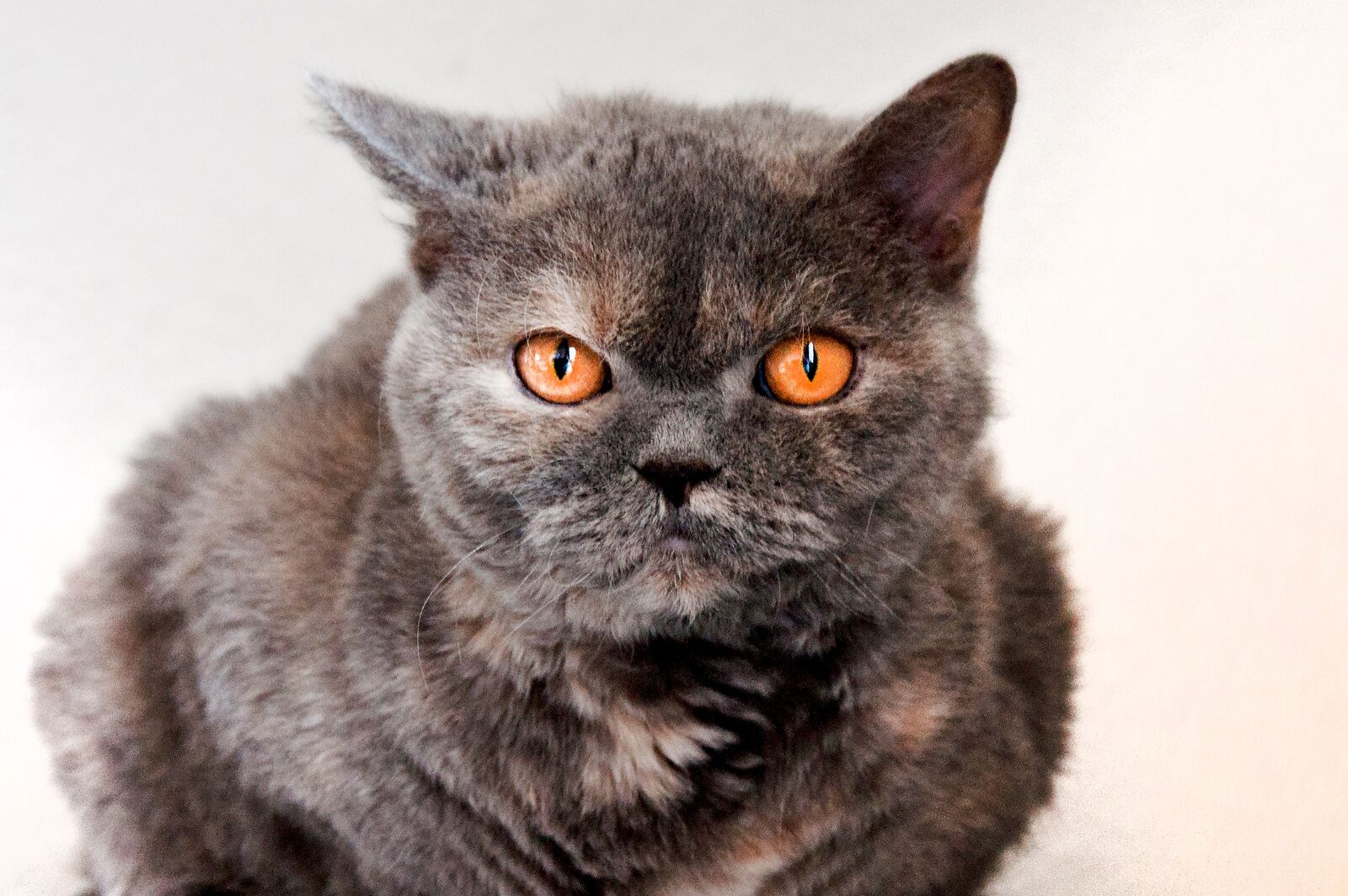 Nikon D90 sample photo. Cat, selkirk, sheep cat photography