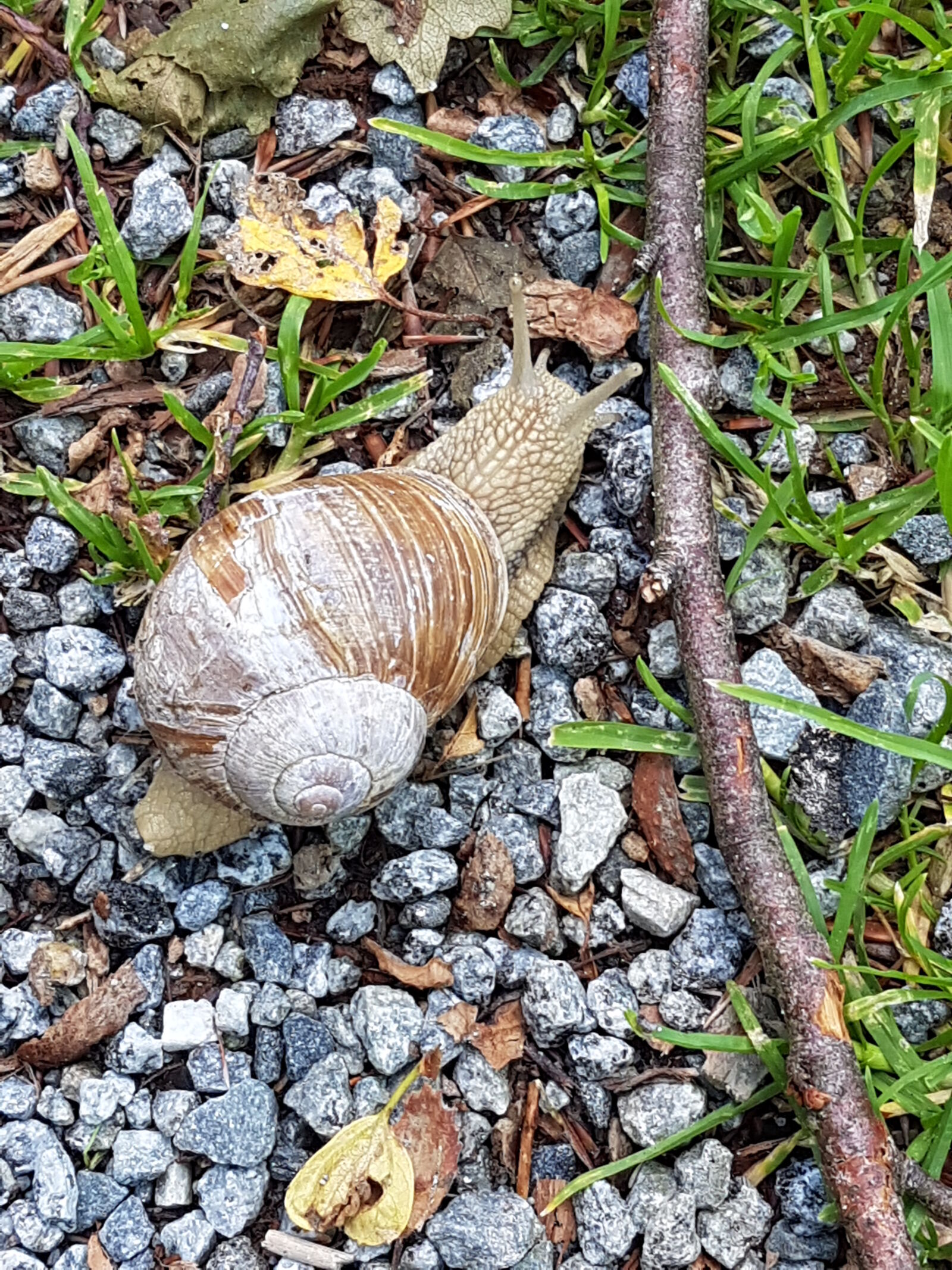 Samsung Galaxy S7 sample photo