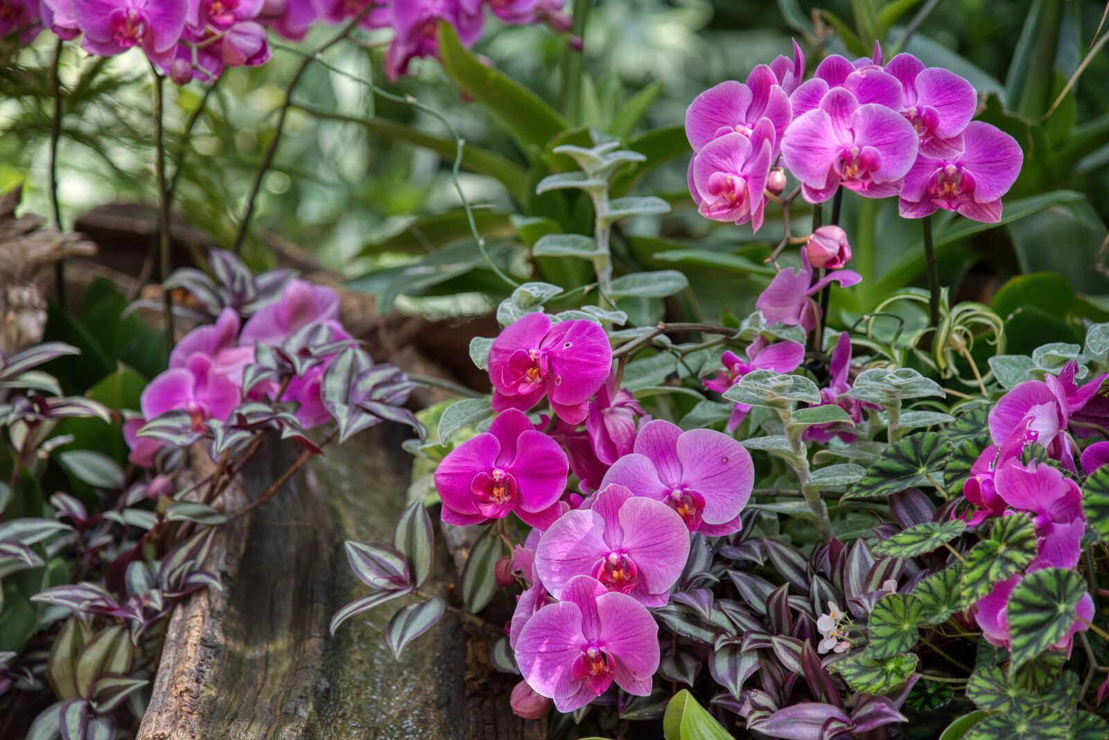 Nikon D750 sample photo. Orchids, orchidaceae, flowering plants photography