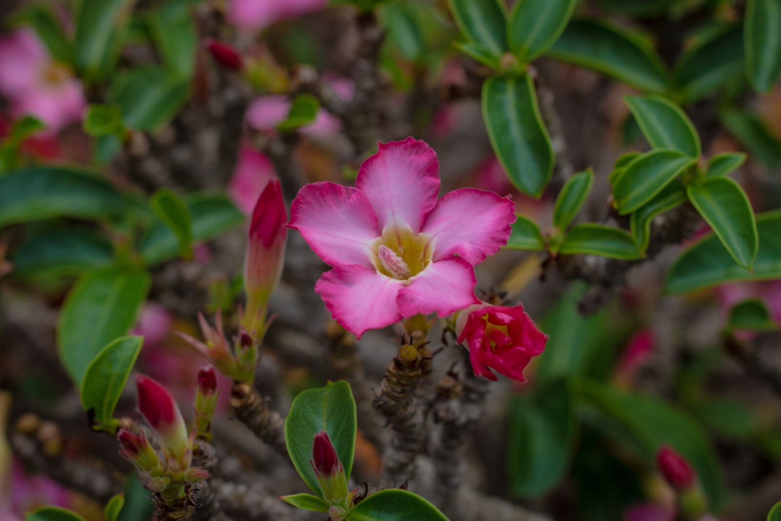 Canon EOS 700D (EOS Rebel T5i / EOS Kiss X7i) + Canon EF 50mm F1.8 STM sample photo. Invited to visit, flower photography