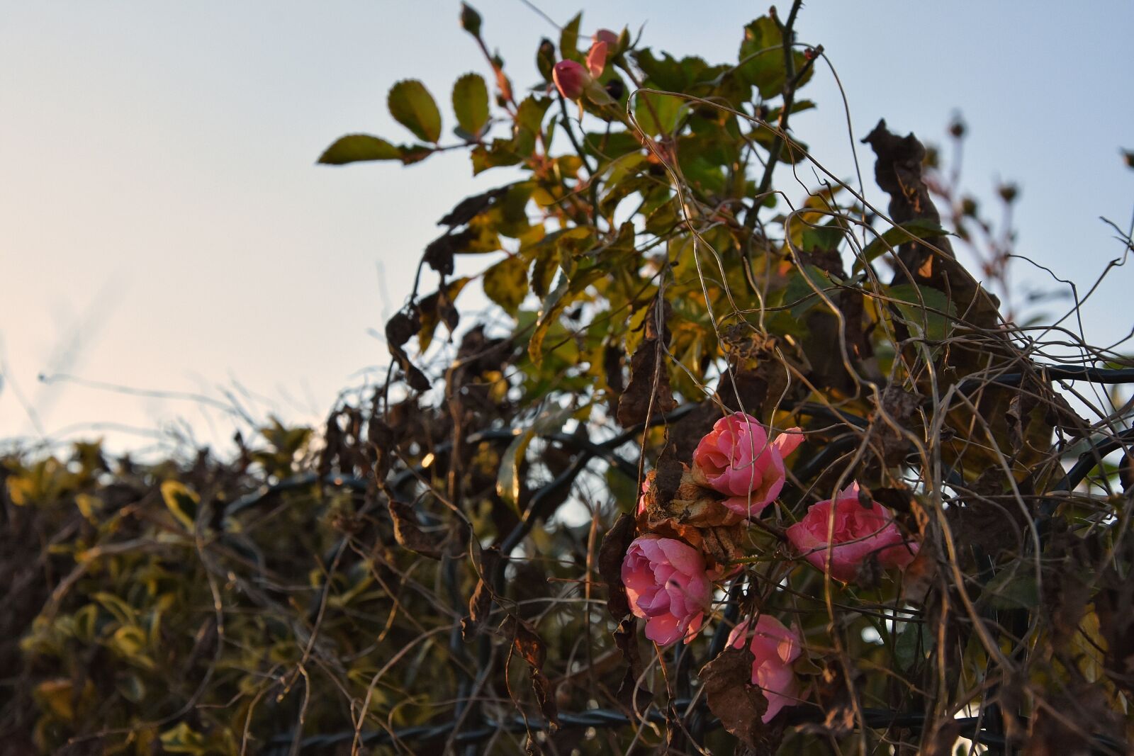Nikon D7200 sample photo. Allotment, roses, dusk photography
