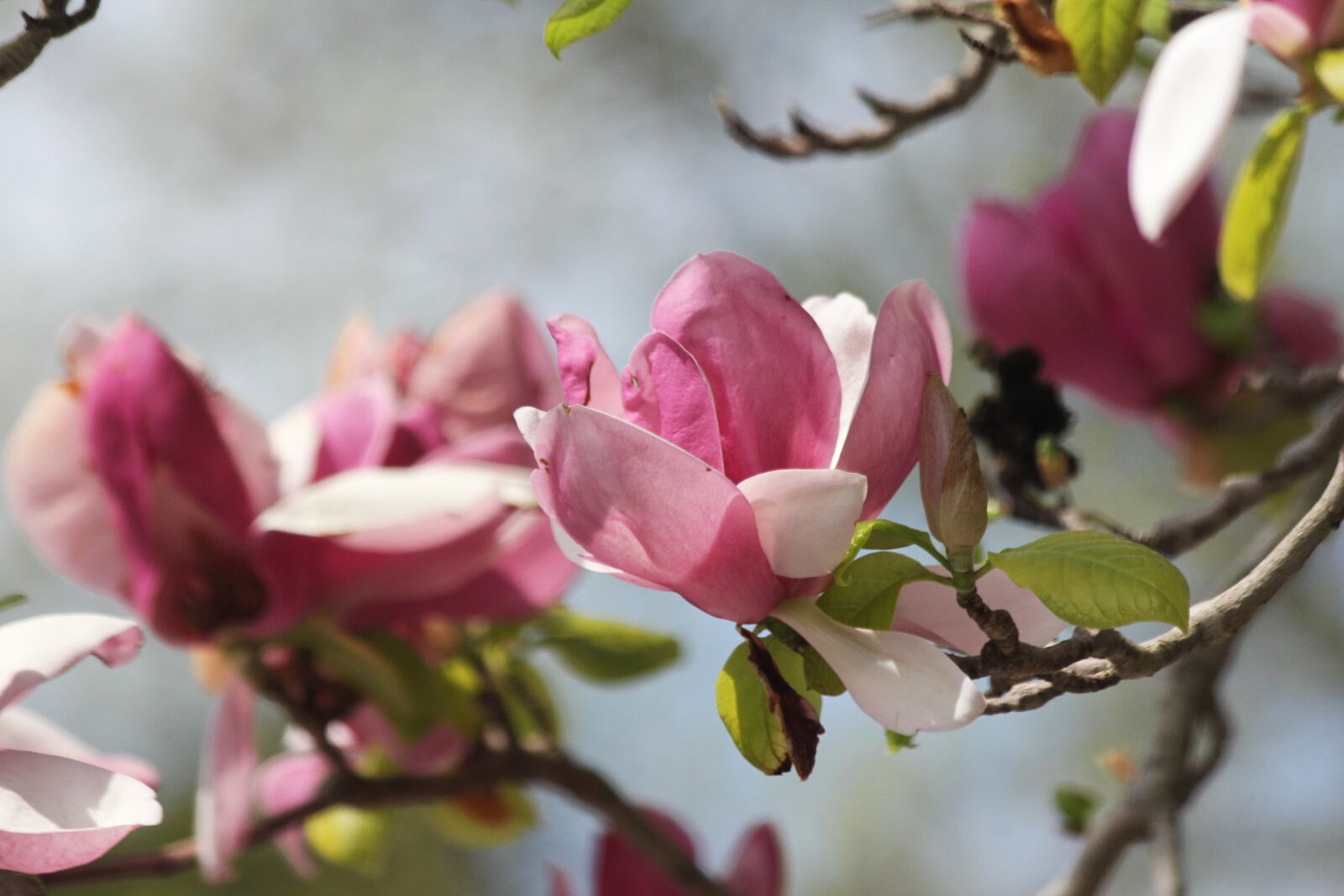 Canon EF 70-300mm F4-5.6 IS USM sample photo. Magnolia, tree, branch photography