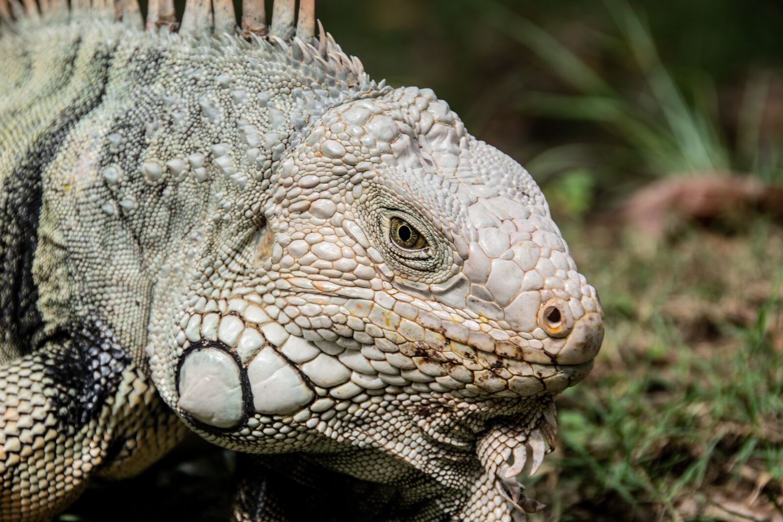 Nikon D5600 sample photo. Iguana, lizard, reptile photography