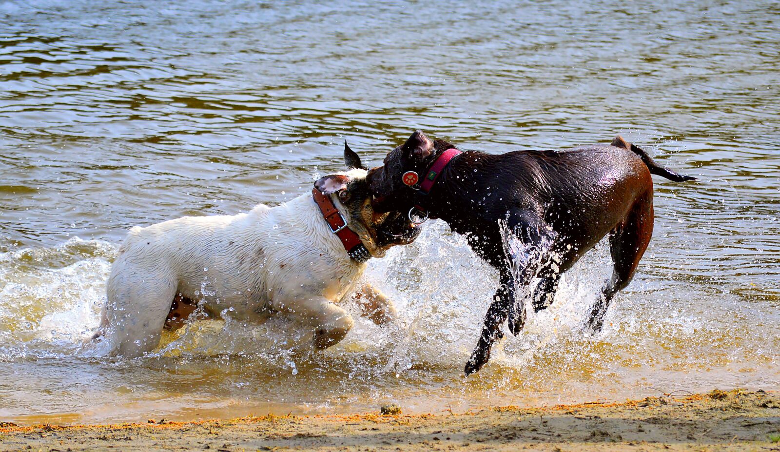 Nikon D3200 sample photo. Dogs, beach, swim photography