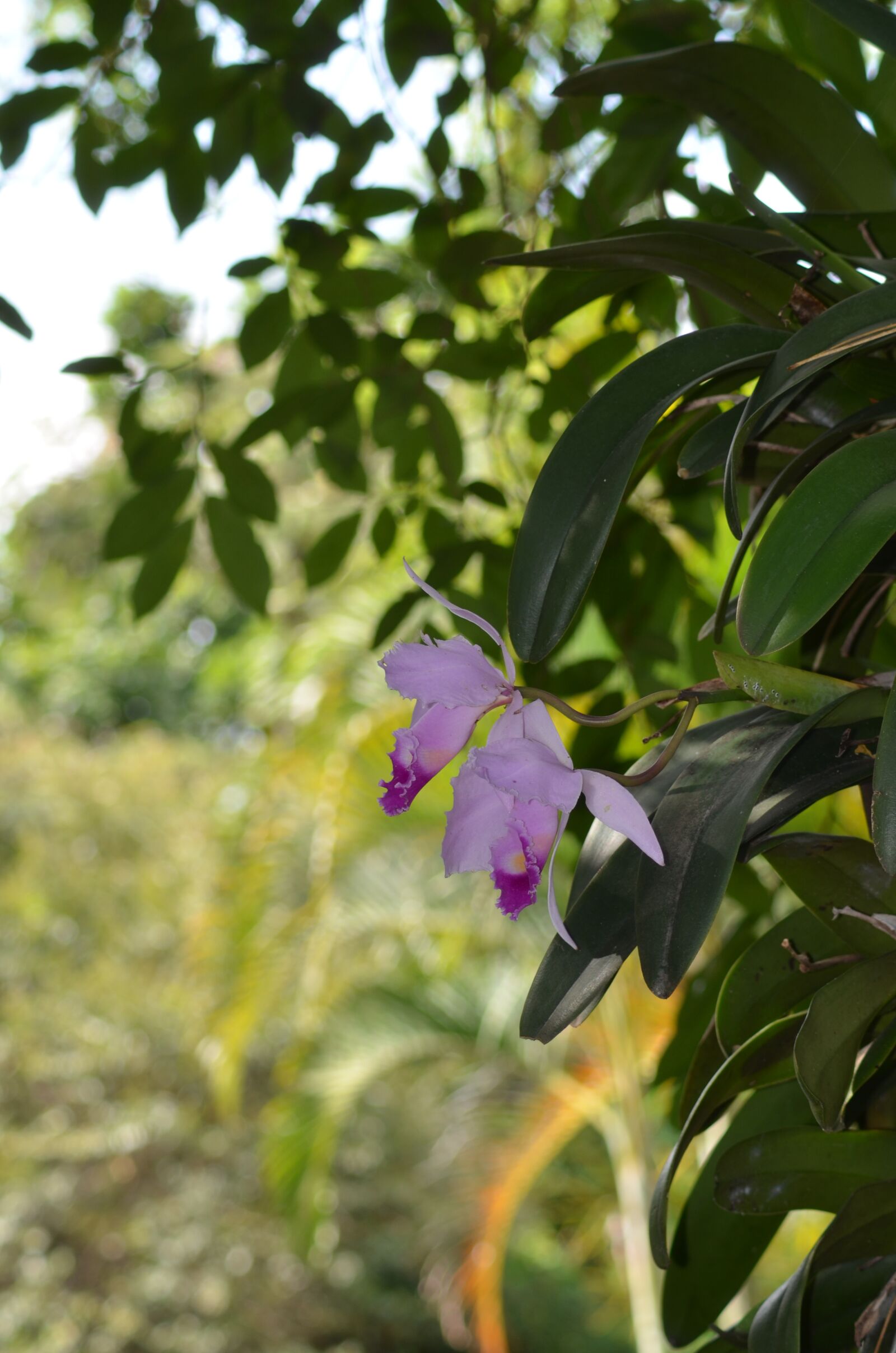 Nikon D5100 sample photo. Orchid, colombia, flower photography