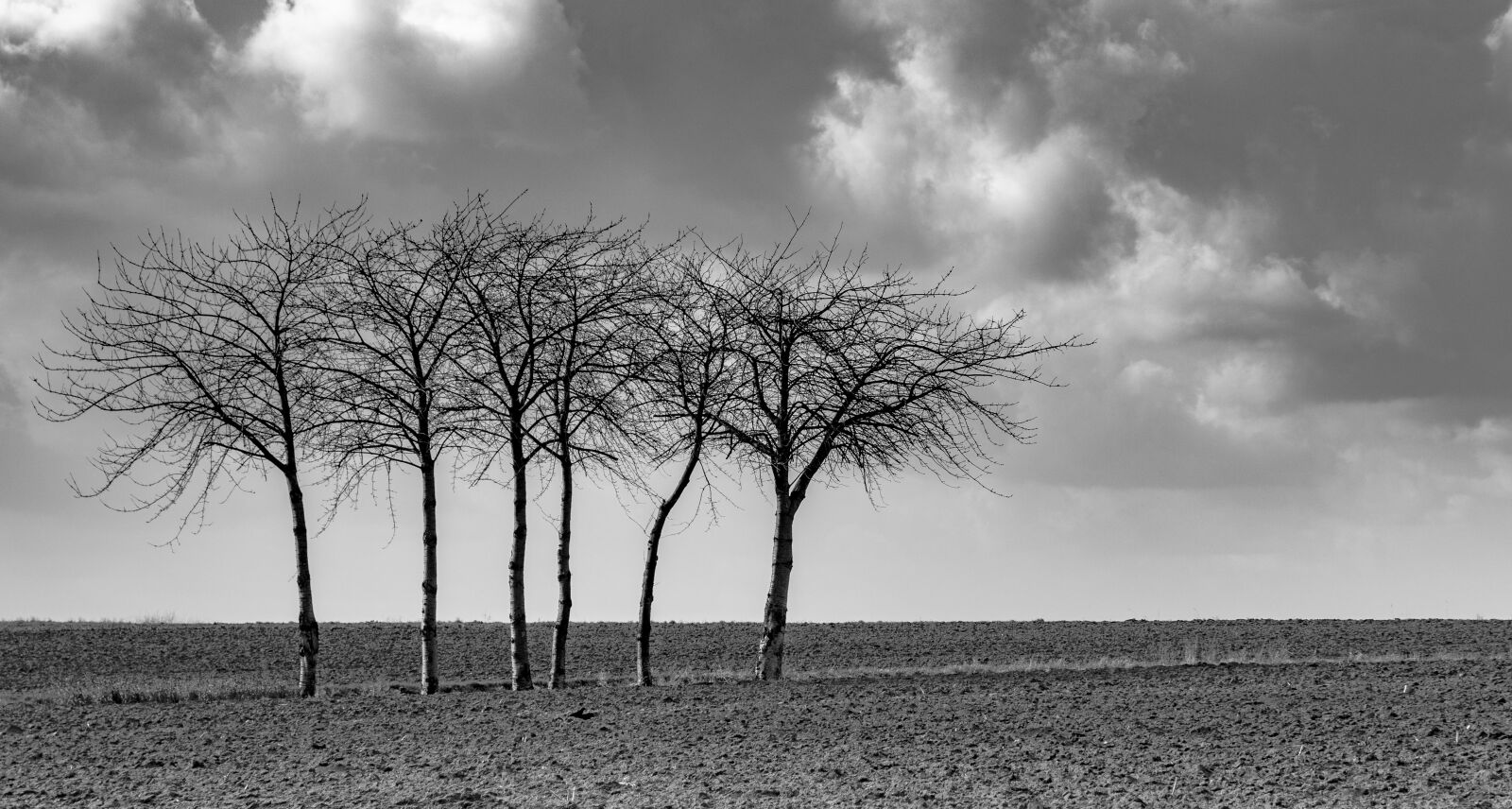 Canon EOS 80D sample photo. Nature, tree, landscape photography