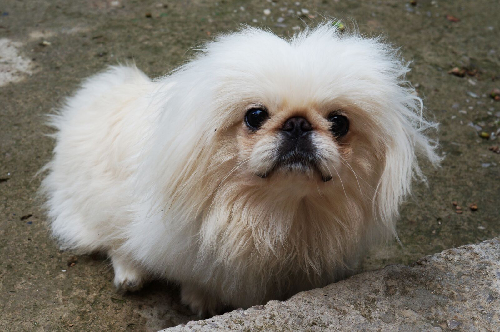 Sony Alpha NEX-F3 + Sony E 18-55mm F3.5-5.6 OSS sample photo. Pekingese, dog, white photography