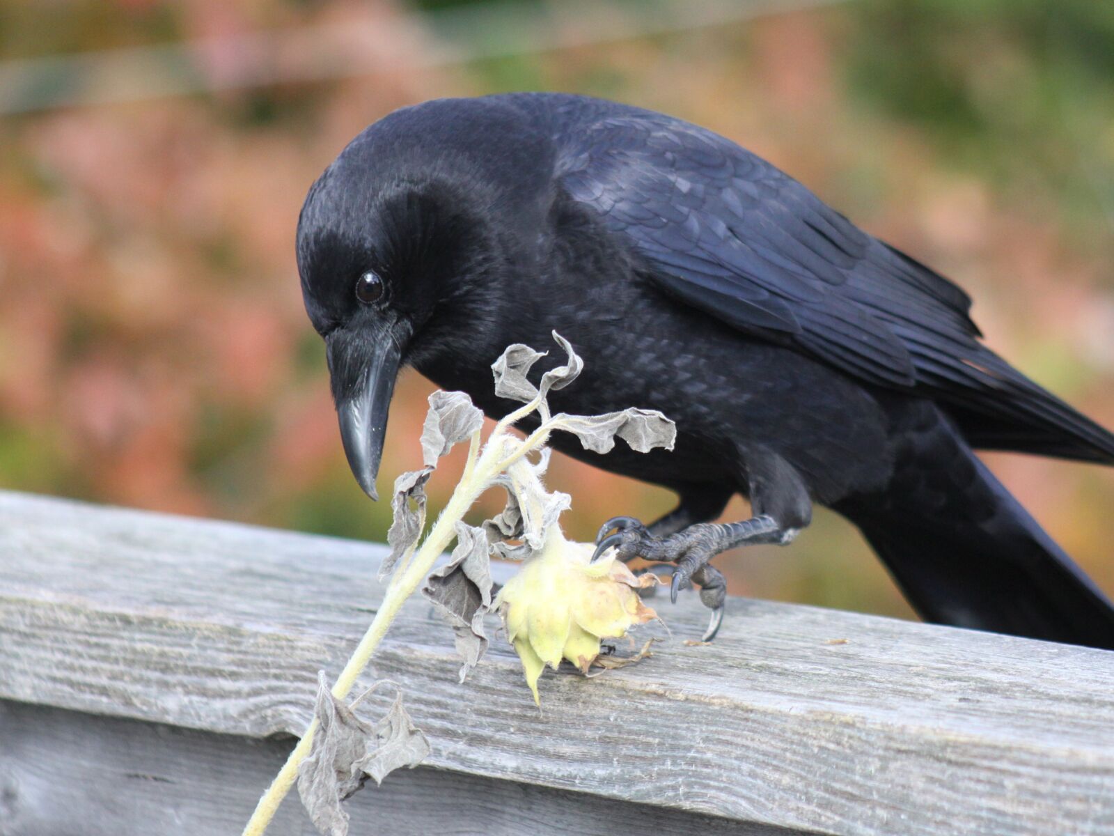 Canon EOS 50D sample photo. Crow, claw, dried sunflower photography
