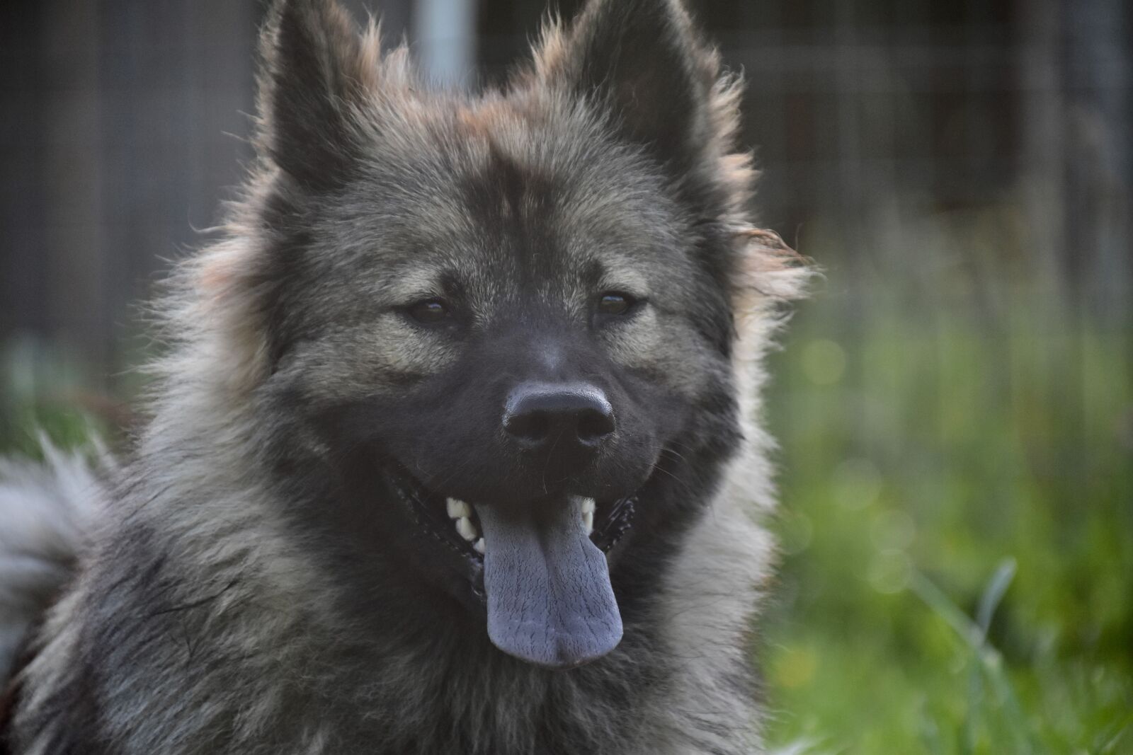 Nikon D5600 sample photo. Dog, dog eurasier, female photography