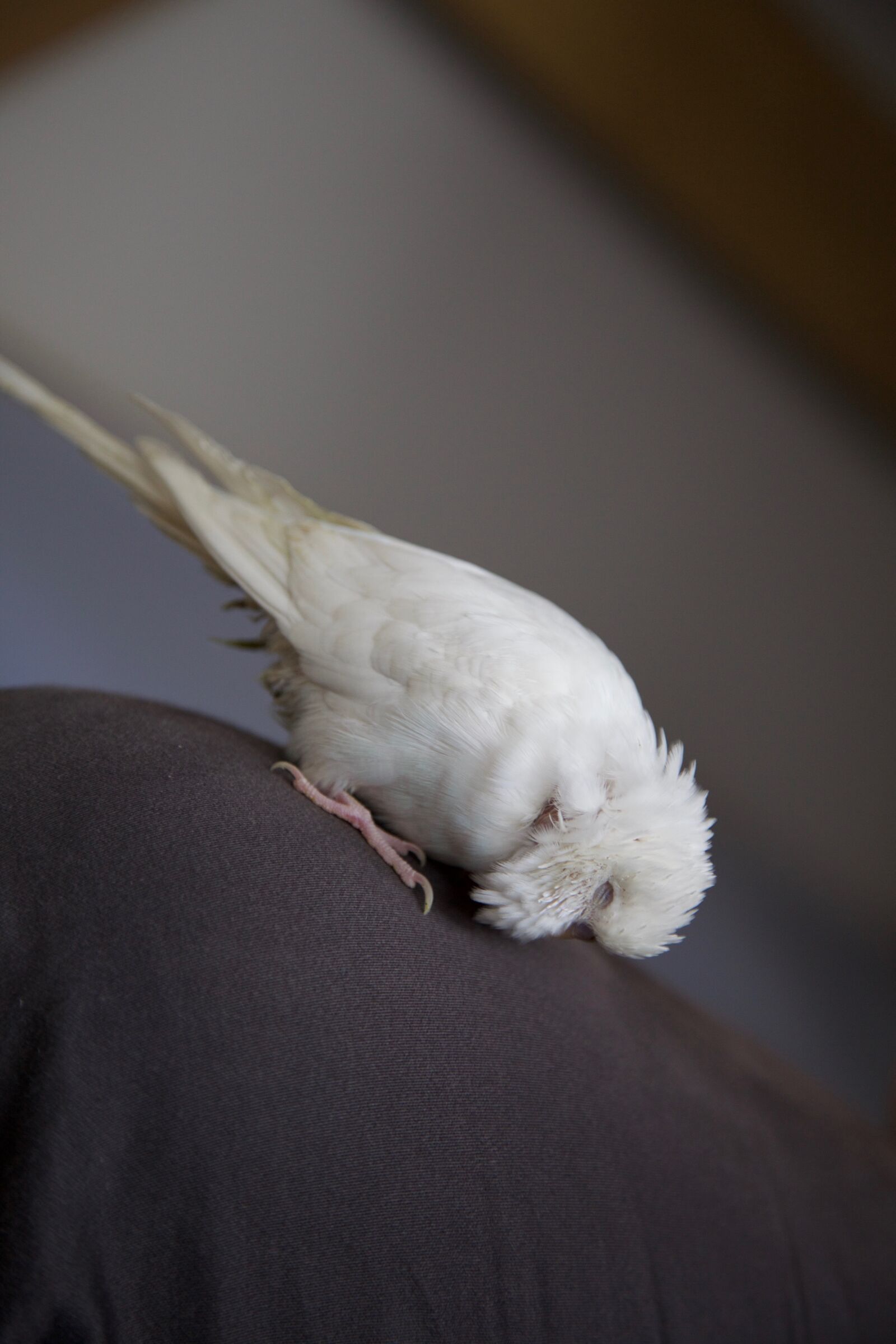 Canon EOS 5D Mark II sample photo. Parrot, pet, animal photography