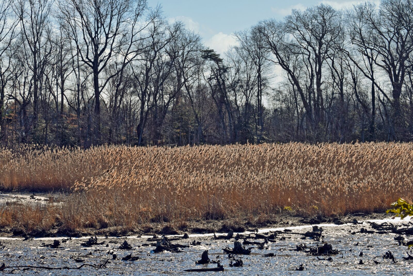 Nikon D3300 sample photo. Cattails, water, river photography