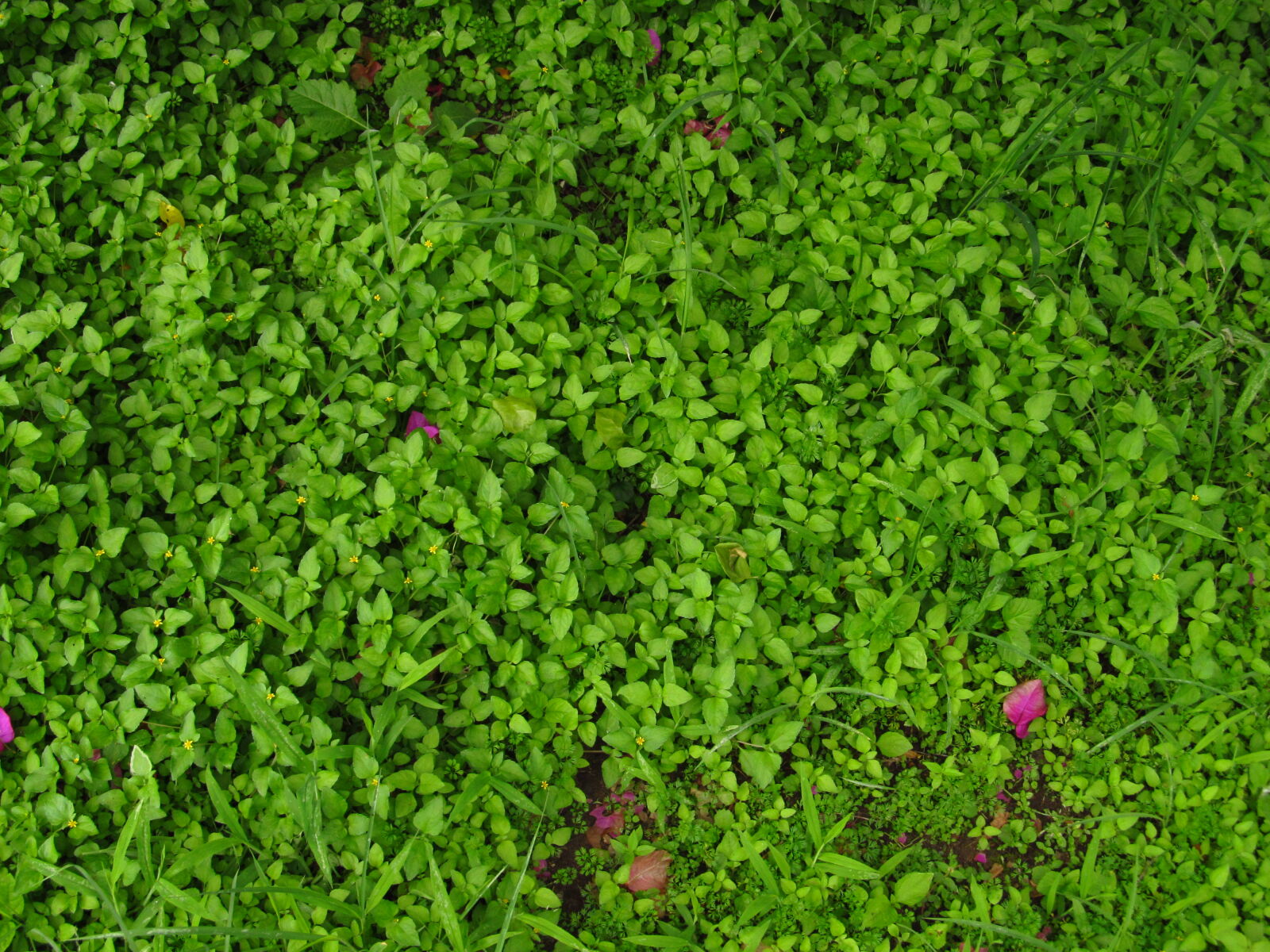 Canon PowerShot SX130 IS sample photo
