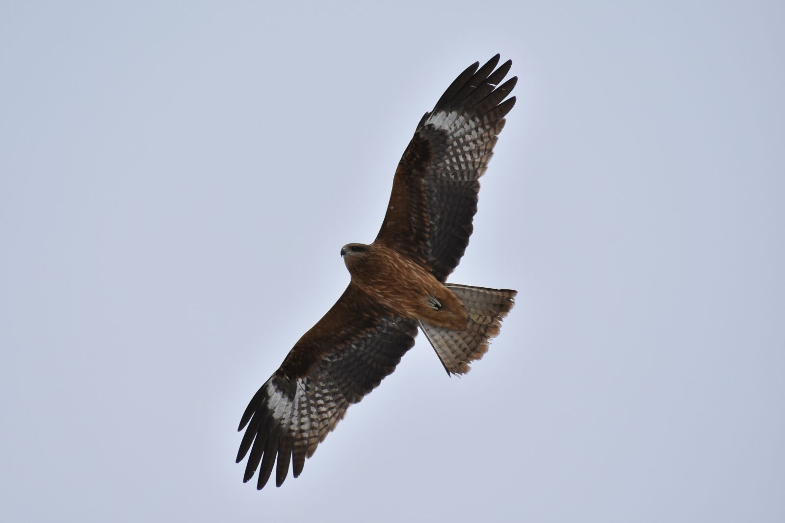 Nikon D7200 sample photo. Animal, sky, bird photography