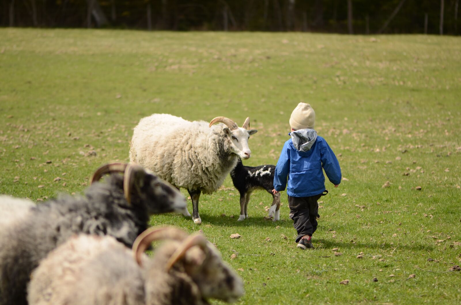 Nikon D7000 sample photo. Gotland sheep, may, lamb photography