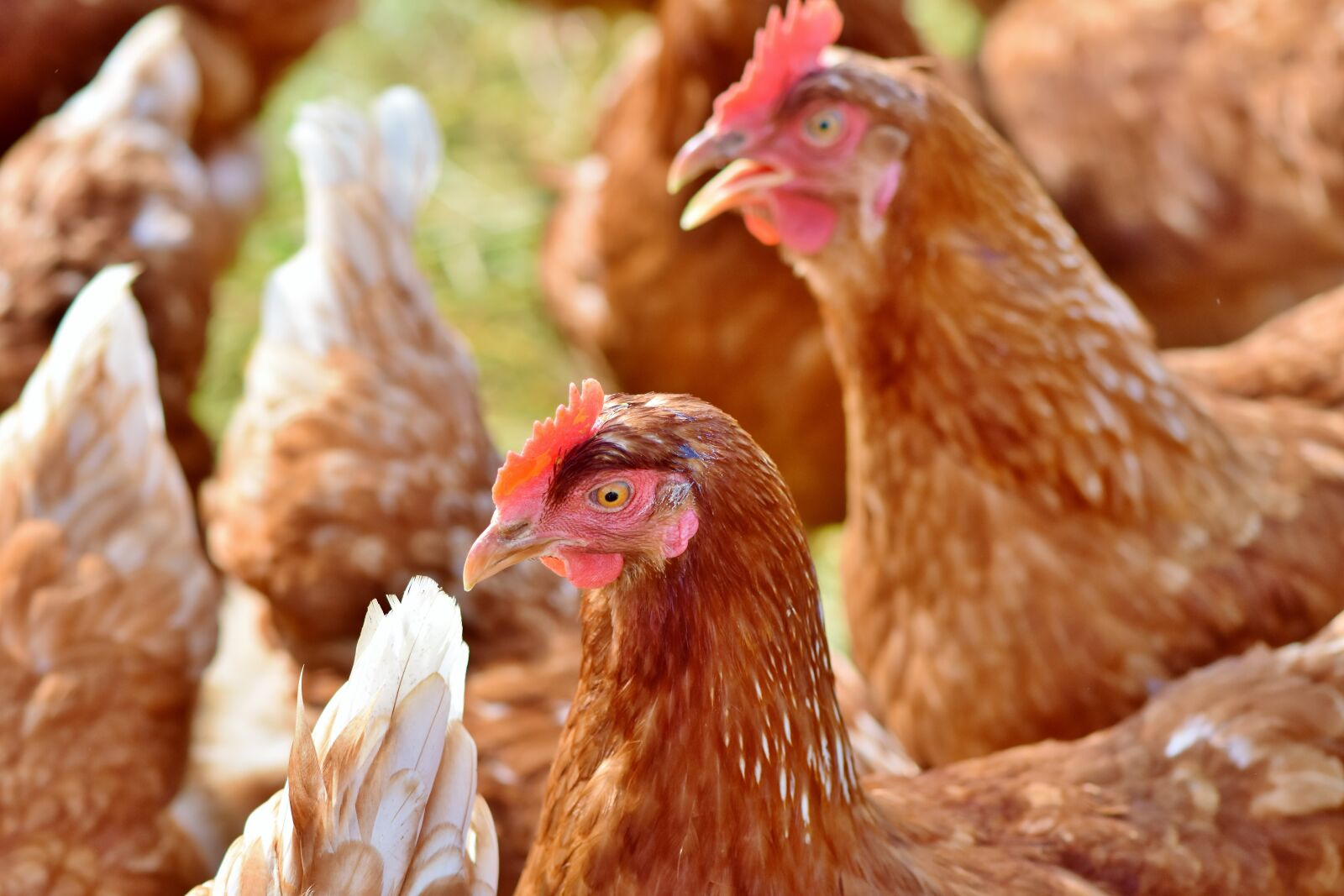 Nikon D7200 sample photo. Chicken, hen, poultry photography