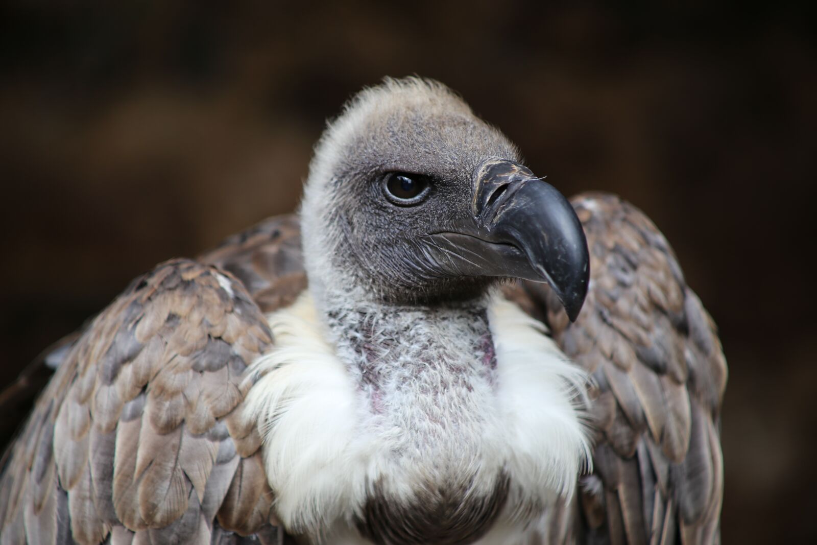 Canon EF 80-200mm F4.5-5.6 II sample photo. Vulture, bird of prey photography