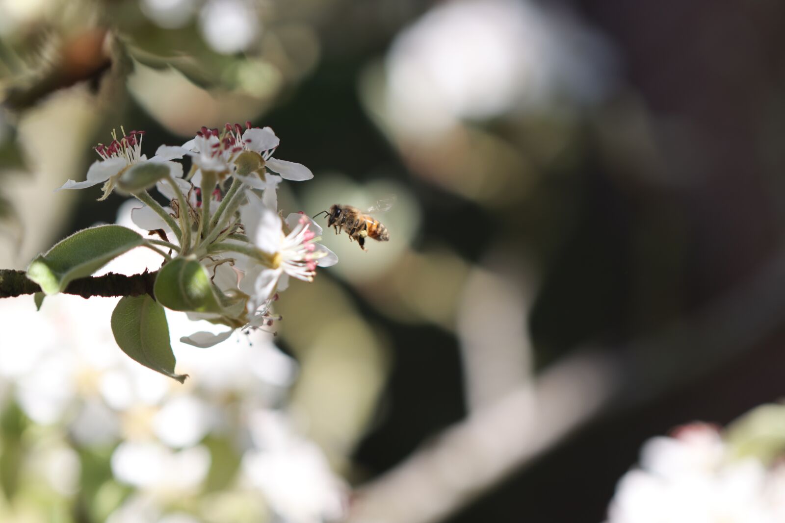 Canon EOS 90D sample photo. Bee, forager, insect photography