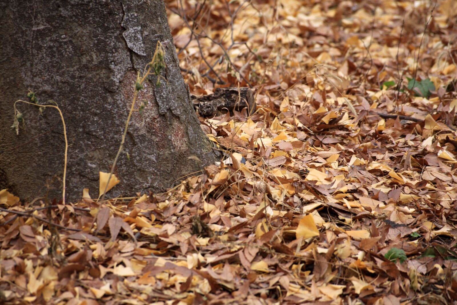 Canon EOS 50D sample photo. Leaves, forest, the leaves photography