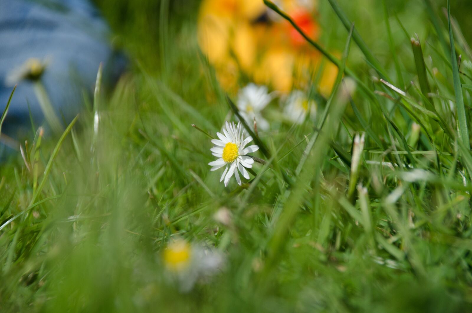 Nikon D5100 sample photo. Garden, summer, flower photography