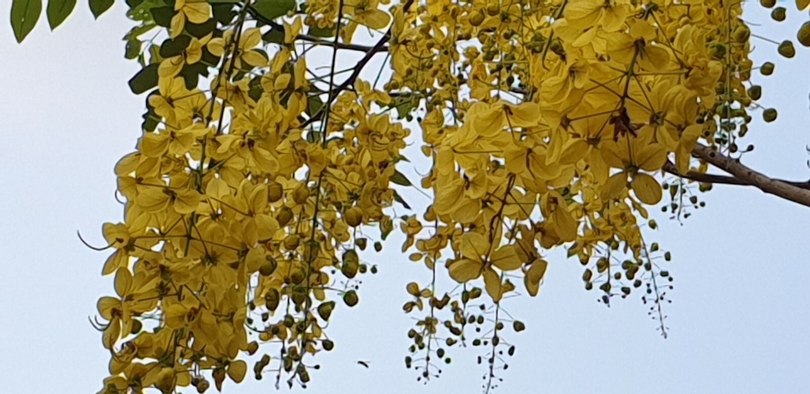 Samsung Galaxy S9 sample photo. Cassia fistula, golden shower photography