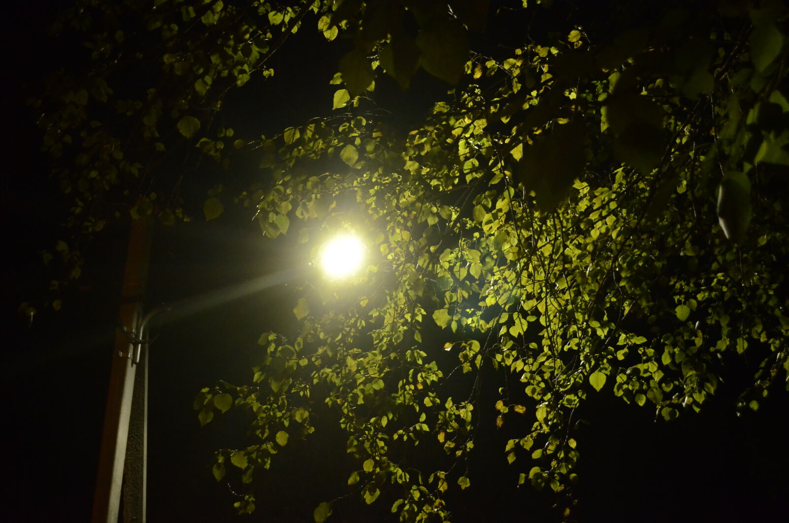 Nikon D5100 sample photo