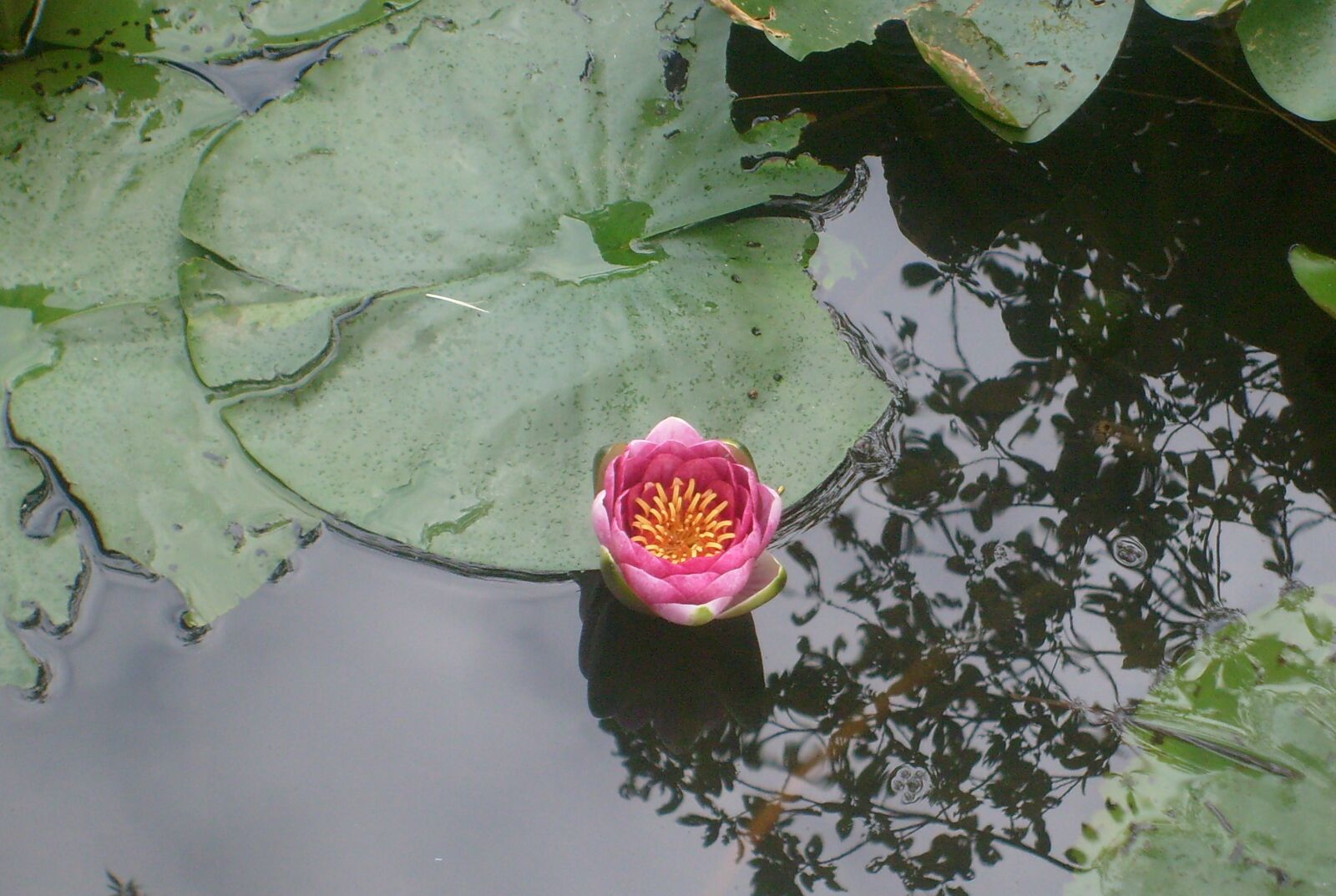 Samsung D70 / D75 / S730 / S750 sample photo