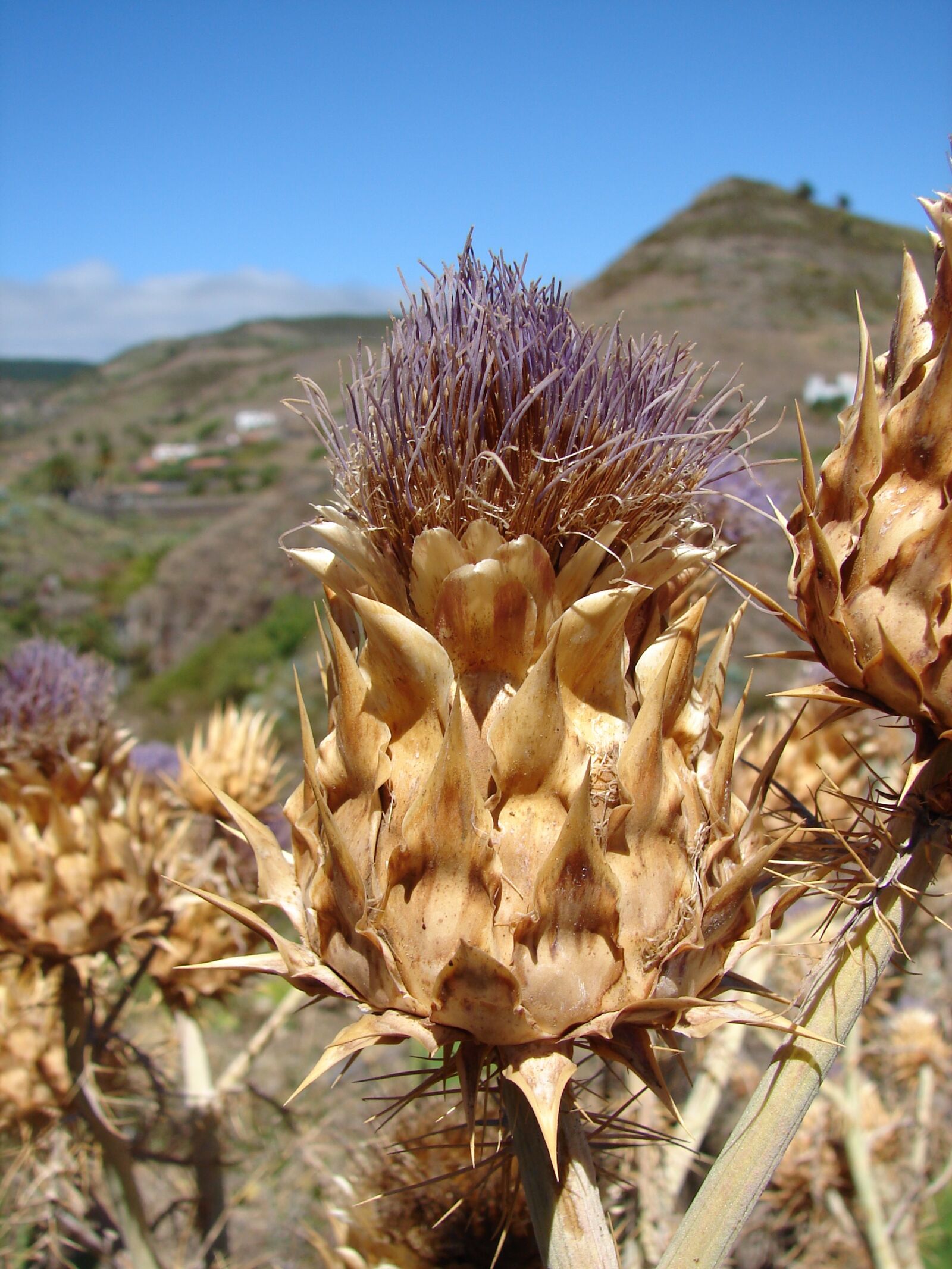 Sony DSC-H1 sample photo. Artichoke, thistle, blossom photography