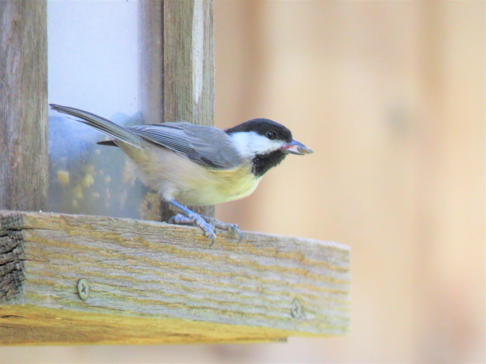Canon PowerShot SX60 HS sample photo. Bird, tiny, wildlife photography