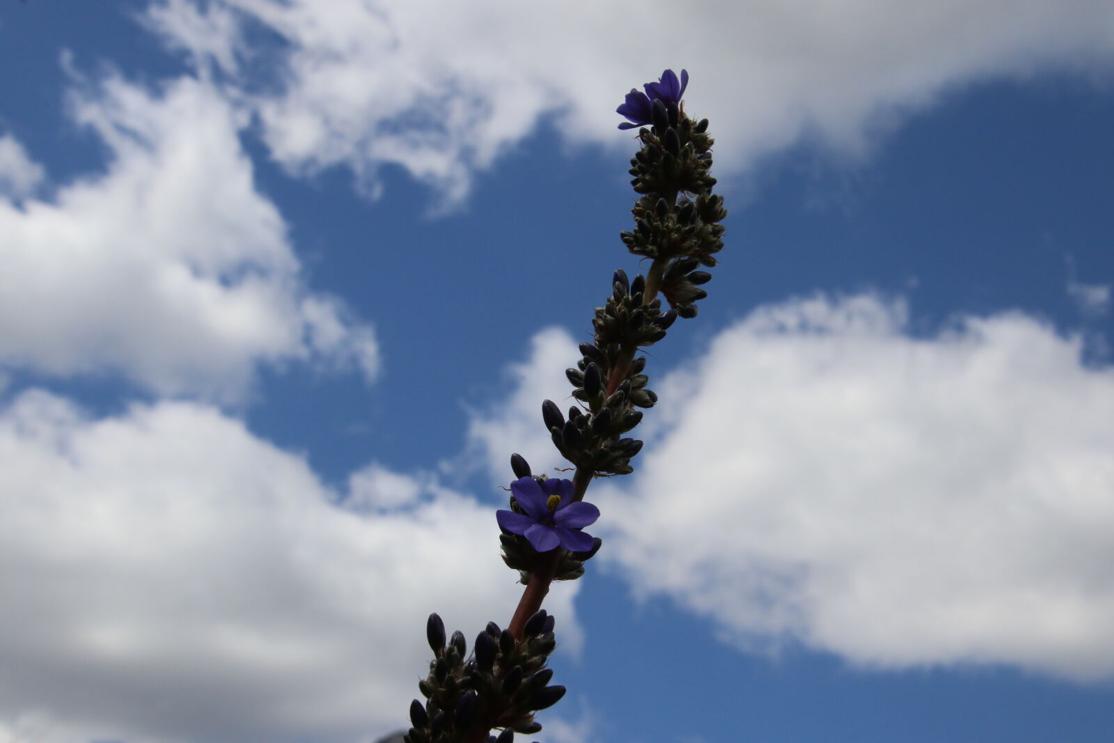 Canon EOS 7D Mark II sample photo. Blue, blue, sky, clouds photography