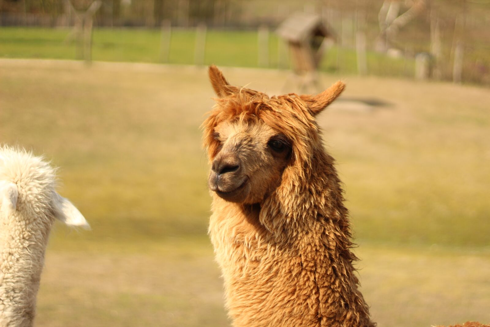 Canon EOS 1300D (EOS Rebel T6 / EOS Kiss X80) + Canon EF 50mm F1.8 STM sample photo. Alpaca, nature, animal photography